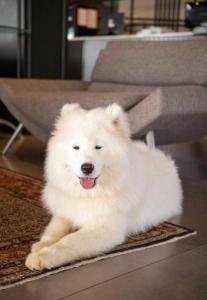 a white dog sitting on a rug next to a chair at Coral Trade prox a PUCRS e UFRGS in Porto Alegre +35 photos