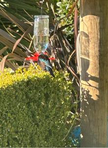 a bird sitting on a bush with a wine glass at Studio Haven on Fort in Cambridge