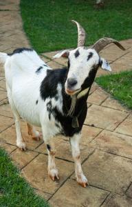 a goat with horns is standing on a sidewalk at Hotel Fazenda Haras RD in Olímpia