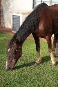 a brown horse grazing on grass in a field at Hotel Fazenda Haras RD in Olímpia