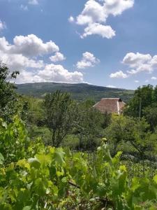 a field of vegetation with a house in the background at GuestHous LUKA in Manglisi