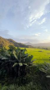 a field of green grass with a plant in the foreground at Hotel crunchy shadowbegnas in Deorāli