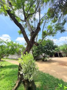 a tree with a potted plant on top of it at Villa 64 - Airport Transit in Katunayaka