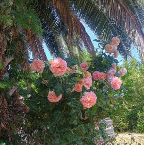 a bunch of pink flowers hanging from a palm tree at Esprit d'Antan in Ploubazlanec