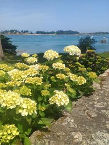 a bunch of yellow flowers in front of the water at Esprit d'Antan in Ploubazlanec +13 photos