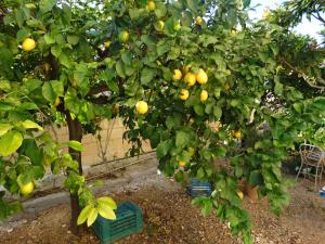 Galeriebild der Unterkunft Il Giardino Del Corso in Avola + 28 Fotos