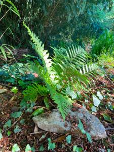 a large green plant on the ground next to a rock at Páfrányház in Fertőd