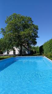 a large blue swimming pool with a tree in the background at De Leeuwenbergh in Boven-Leeuwen