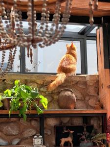 an orange cat sitting on a window ledge at Dali GuGu Hotel in Dali Ancient Town