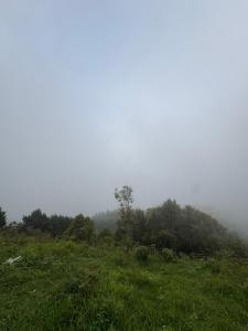 a green field with trees and fog in the background at The Mirik Address in Mirik