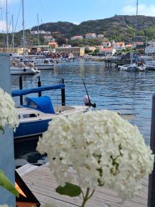 a bunch of white flowers on a dock with boats at Vandrarhem Varvet in Ellös +25 photos