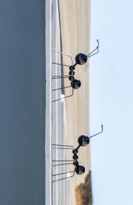 a group of birds sitting on the side of a building at RM The Experience - Small Portuguese Hotels in Setúbal