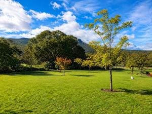 a tree in the middle of a green field at Glen Avon Farm in Somerset East