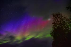 an aurora in the sky with a tree in the foreground at Krokstrand Fjellpark AS in Storforshei
