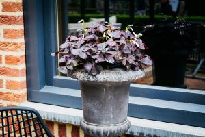 a stone vase with purple flowers in it in front of a window at Tip !!! Appartementen Leonardus in Valkenburg +77 photos