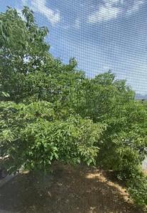 a tree is shown behind a fence at Le clos des voies in Ganges