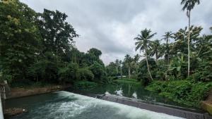 a river in the middle of a jungle with palm trees at Eons riverdale in Kottayam