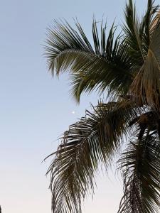 a palm tree with the sky in the background at Aira Hotel in Coveñas