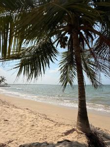 a palm tree on a beach with the ocean at Aira Hotel in Coveñas