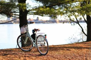 a bike parked next to a tree next to a lake at Kingfisher Shepherd's Hut in Saint-Mars-sur-la-Futaie