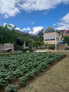a field of vegetables in front of a building at Apartmani Roki in Tivat +6 photos