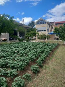 a field of crops in front of a house at Apartmani Roki in Tivat