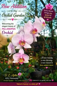 a flyer for a garden with pink flowers at ADLi in Belihuloya