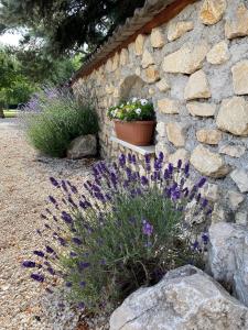 a stone wall with two potted plants and purple flowers at Páfrányház in Fertőd