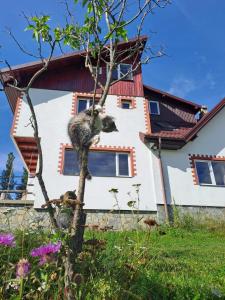 a cat climbing a tree in front of a house at Casa Cătălin-Puntea Craiului in Şirnea +18 photos