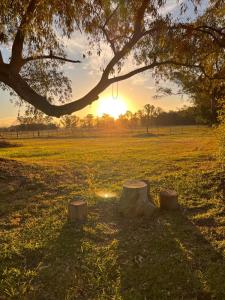 a tree with four logs in a field with the sunset at Petion Polo Ranch in Cañuelas