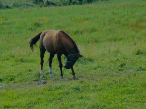 a brown horse grazing in a field of grass at Edelweiss Cottage Kazbegi Mountain Views Near Gergeti in Kazbegi