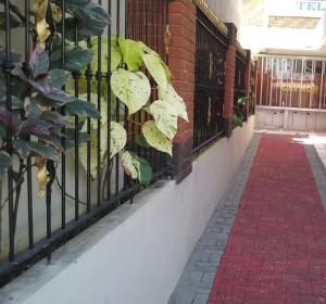 a wrought iron fence with leaves on it at Rittoo Complex -Gavnor in Quatre Bornes +10 photos