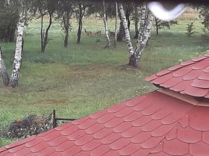 a roof of a house with a view of a field at Pod żurawiem II in Szwalk
