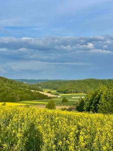 a view of a field of yellow flowers at Domek Na Wzgórzu Roztocze in Majdan Abramowski