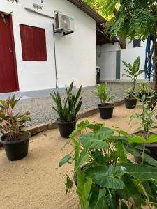 a group of potted plants in front of a building at Lathu - zen Stay Hotal in Trincomalee