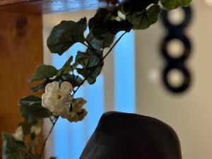 a plant with white flowers sitting next to a window at Spin Inn in Kotor