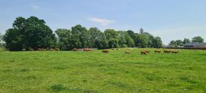 a herd of brown cows grazing in a field at Les Limousines - Proche de Pairi Daiza, Mons, Soignies in Soignies