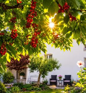 a group of chairs under a tree with red berries at Appartment Lodged Mamma Maria in Mattarello