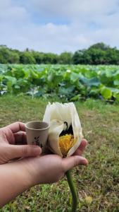 a person holding a cup and a flower in a field at BângGlamping in Hue