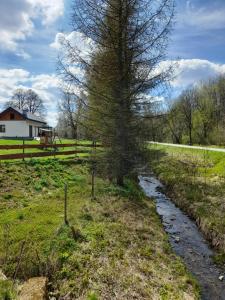 a tree in the middle of a field with a creek at Przystanek Bereżnica in Bereżnica Wyżna