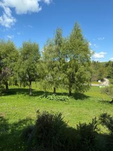 a field of green grass with trees in it at Ferienwohnung Furchner in Sayda