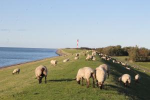 a herd of sheep grazing on a field next to the water at Haus am Meer Eckwarden in Butjadingen