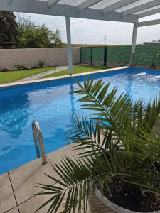 a blue swimming pool with a palm tree in a yard at Tiny Haus in Bad Sulza +3 photos