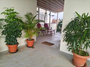 a room with three plants in pots on the wall at Aakruthi Homestay in Dāvangere