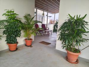 three plants in orange pots in a room at Aakruthi Homestay in Dāvangere