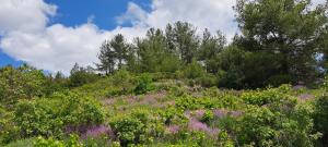 a field filled with purple flowers and trees at Kyperounta Troodos Mountain House! in Kyperounda