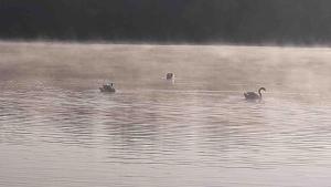 three ducks swimming in the water on a misty lake at Strandvilla met sauna in Westerhaar-Vriezenveensewijk