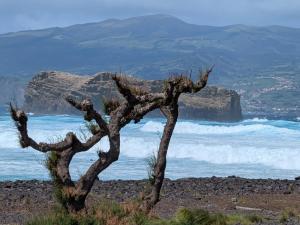 a dead tree on top of a hill overlooking the ocean at Casa de Santana in Santana