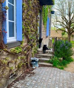 two cats walking down the stairs of a house at Les Chambres de la Closerie in Saint-Didier-sur-Rochefort