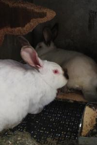 two white rabbits laying next to a computer keyboard at Seosko domaćinstvo Peković in Danilovgrad +19 photos